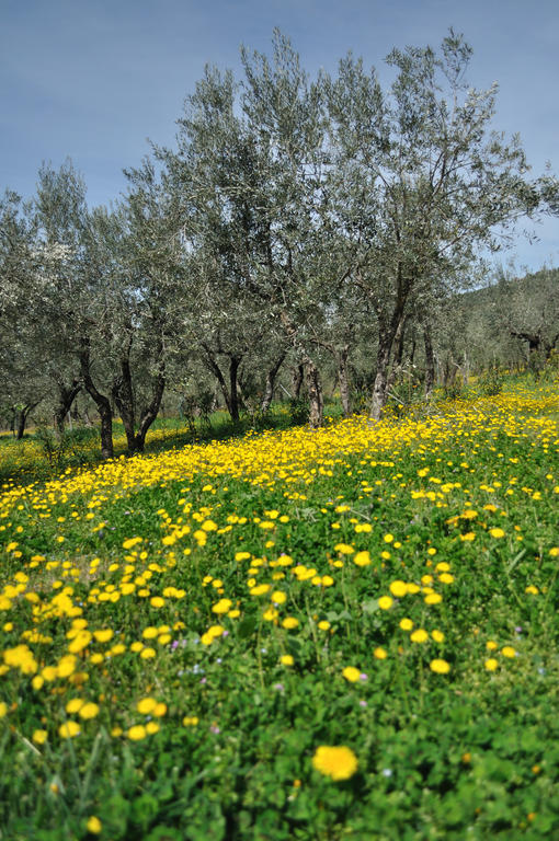 福利尼奥Agriturismo "Antico Frantoio"别墅 外观 照片